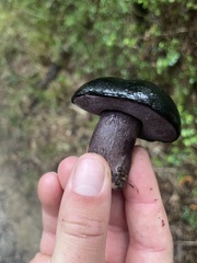 Tylopilus formosus
