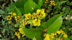 Stigmaphyllon convolvulifolium