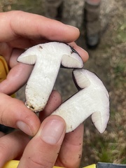 Tylopilus formosus