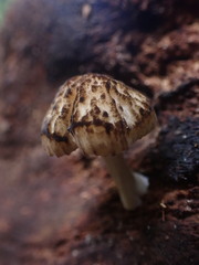 Pluteus readiarum