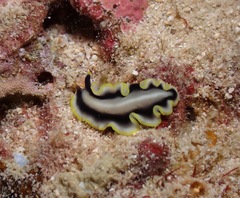 Pseudoceros paralaticlavus