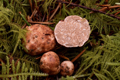 Tuber oregonense