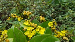 Stigmaphyllon convolvulifolium