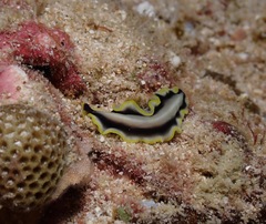 Pseudoceros paralaticlavus