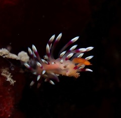 Coryphellina exoptata