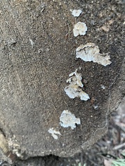 Stereum sanguinolentum