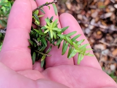 Podocarpus nivalis