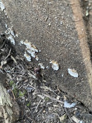 Stereum sanguinolentum