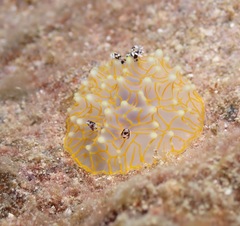 Halgerda terramtuentis