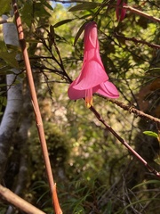 Philesia magellanica