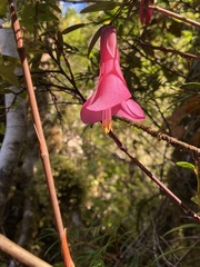 Philesia magellanica