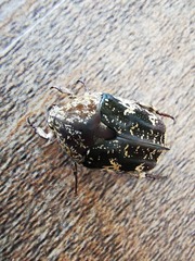 Protaetia fusca