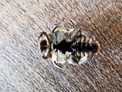 Protaetia fusca