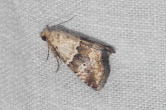 Maliattha amorpha