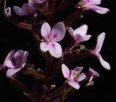Stylidium confluens
