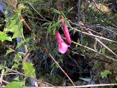 Philesia magellanica