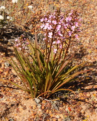Stylidium confluens