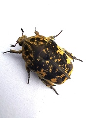 Protaetia fusca