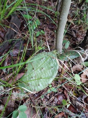 Opuntia cespitosa