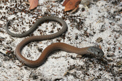 Pygopus lepidopodus