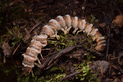 Arthrophaga myriapodina
