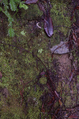 Arthrophaga myriapodina