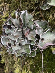 Peltigera leucophlebia