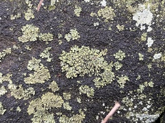 Phaeophyscia pusilloides