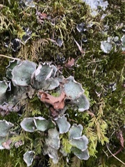Peltigera leucophlebia