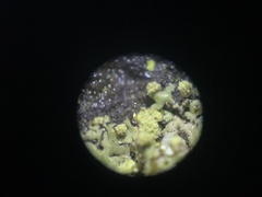 Phaeophyscia pusilloides