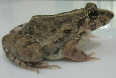 Fejervarya orissaensis