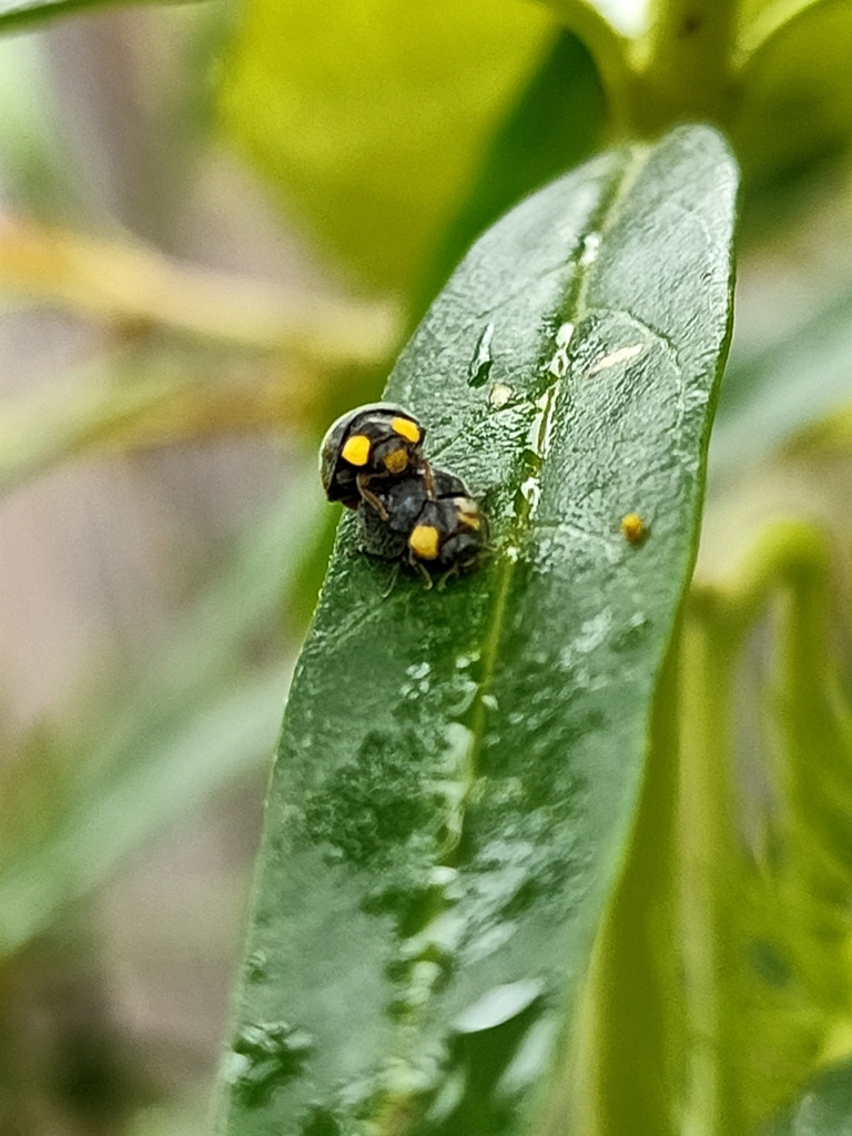 Yellowshouldered Ladybird from Hillcrest, Auckland, New Zealand on