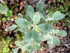 Celmisia discolor