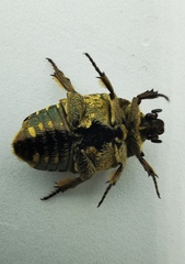 Protaetia fusca