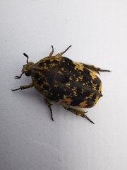 Protaetia fusca
