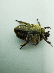 Protaetia fusca