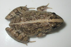 Fejervarya orissaensis