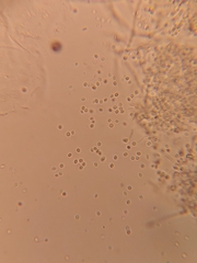 Beauveria bassiana