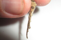 Fejervarya orissaensis