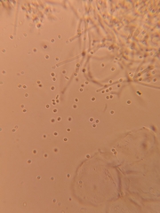Beauveria bassiana