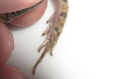 Fejervarya orissaensis