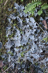 Peltigera rufescens