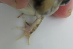 Fejervarya orissaensis