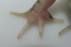 Fejervarya orissaensis