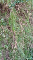 Arundo formosana