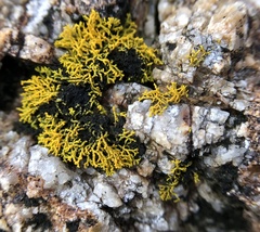 Polycauliona coralloides