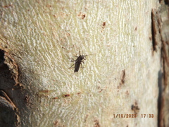 Allocapnia vivipara