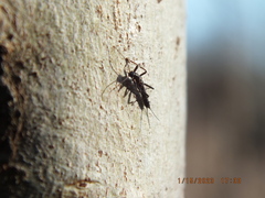Allocapnia vivipara