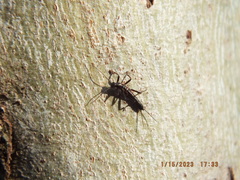 Allocapnia vivipara