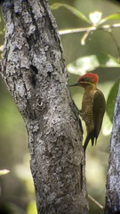 Piculus chrysochloros